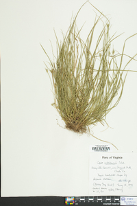 Carex jamesii image