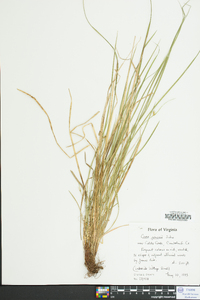 Carex jamesii image