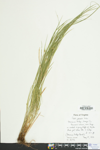 Carex jamesii image