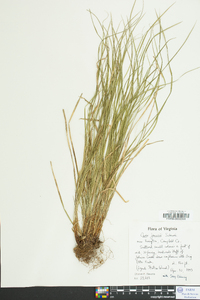 Carex jamesii image