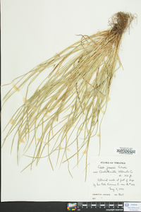 Carex jamesii image