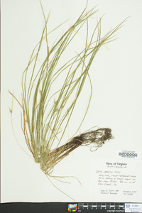 Carex jamesii image