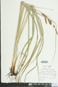 Carex joorii image