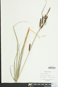 Carex joorii image