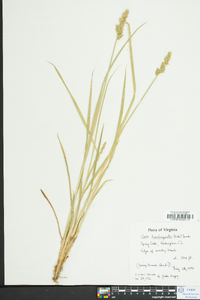 Carex laevivaginata image