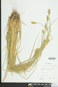 Carex laevivaginata image