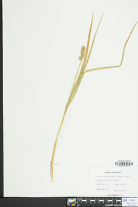 Carex laevivaginata image