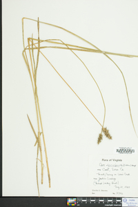 Carex laevivaginata image