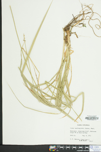 Carex laevivaginata image