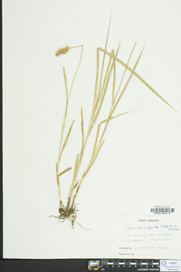 Carex laevivaginata image