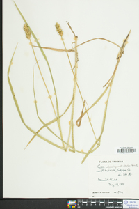 Carex laevivaginata image