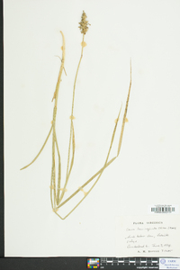 Carex laevivaginata image