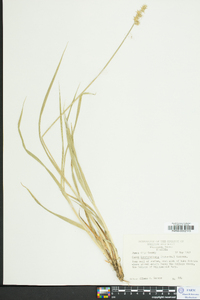 Carex laevivaginata image