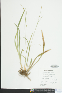 Carex laxiculmis image