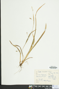 Carex laxiculmis image