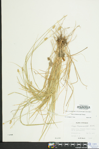 Carex leavenworthii image