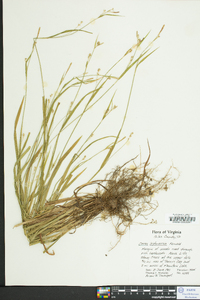 Carex leptonervia image