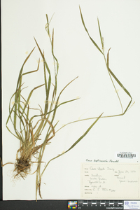 Carex leptonervia image