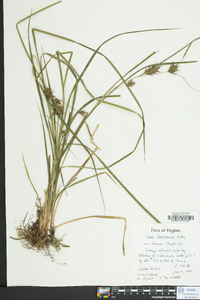 Carex louisianica image