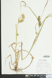 Carex louisianica image