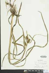 Carex louisianica image