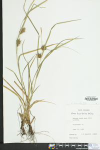 Carex louisianica image