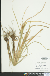 Carex lupuliformis image