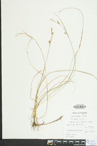 Carex meadii image