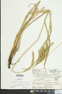 Carex mitchelliana image