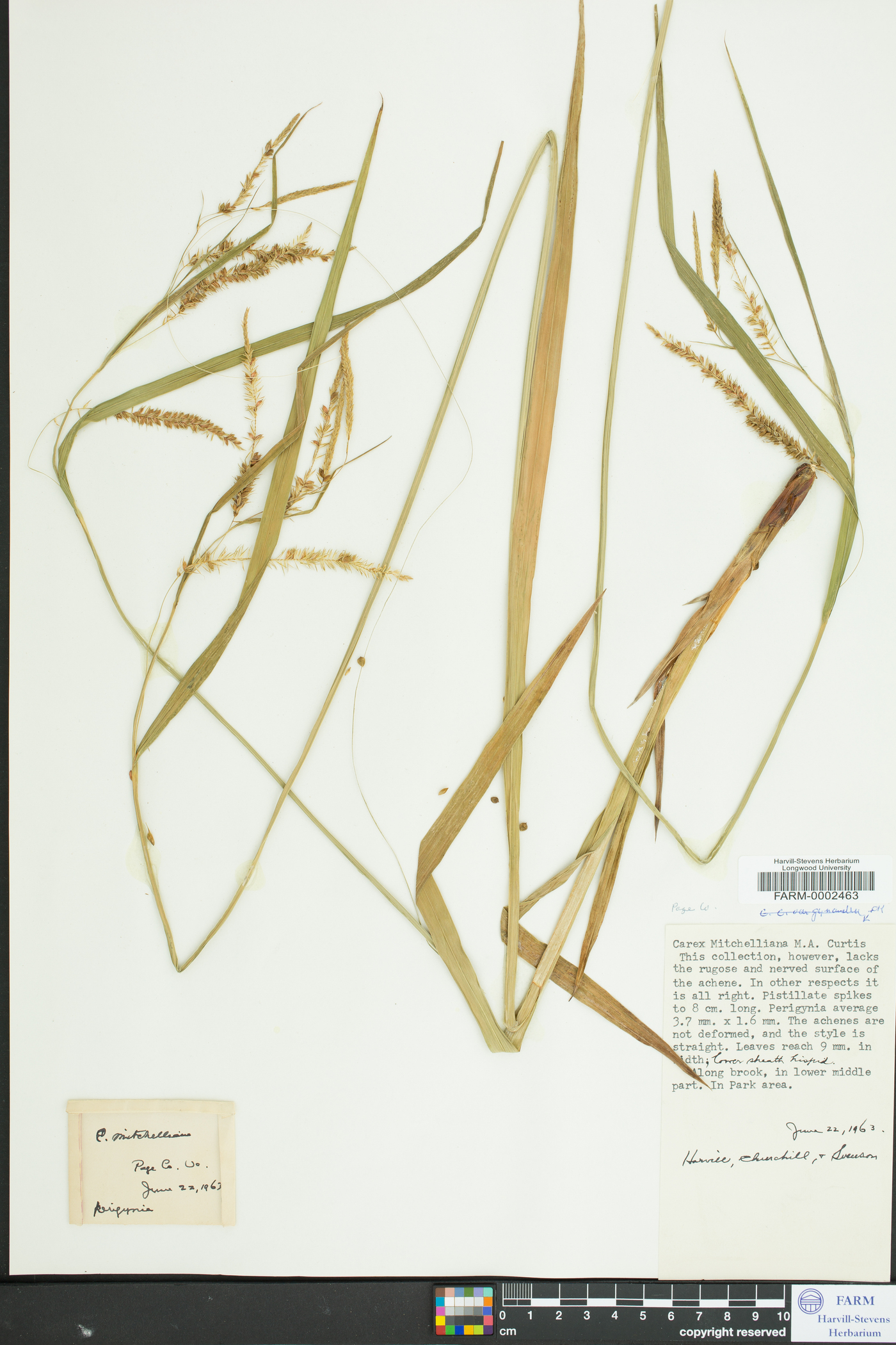Carex mitchelliana image