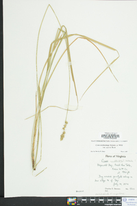 Carex muehlenbergii var. enervis image