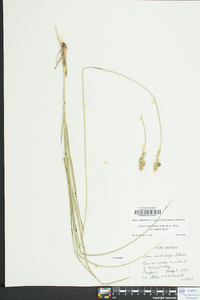 Carex muehlenbergii var. enervis image