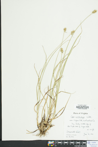 Carex muehlenbergii var. enervis image