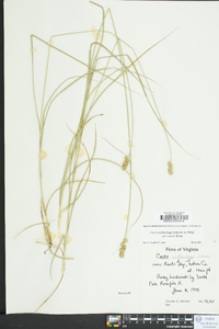 Carex muehlenbergii var. enervis image
