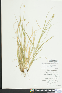 Carex muehlenbergii var. enervis image