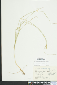 Carex muehlenbergii var. enervis image