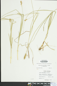 Carex muehlenbergii var. muehlenbergii image