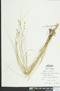 Carex muricata image