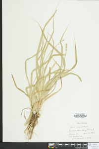 Carex muricata image