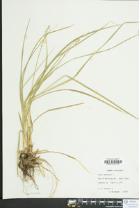 Carex muricata image