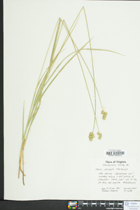 Carex normalis image