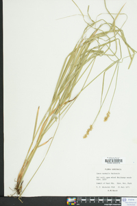 Carex normalis image