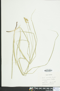 Carex normalis image