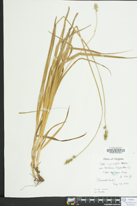 Carex normalis image