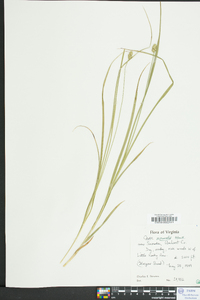 Carex normalis image