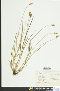 Carex normalis image