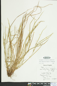 Carex oligocarpa image