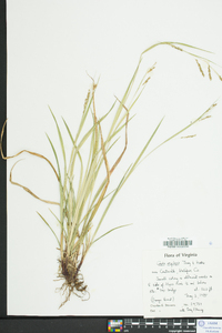 Carex oxylepis image