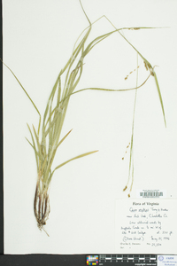 Carex oxylepis image