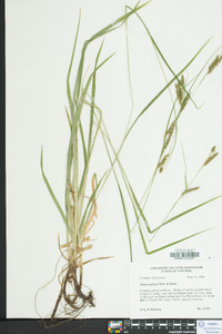 Carex oxylepis image